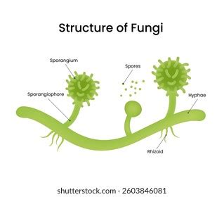 Mold Inspector 的图像结果
