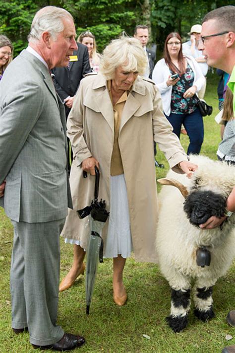 Royal Norfolk Show Pics | Royal Norfolk Show Photos | Royal Norfolk ...