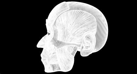 Muscle Head Model Computer Graphics Simulation 的图像结果