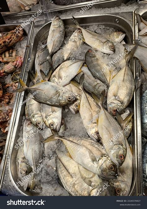 Butter Fish Lifespan at Gayle Poston blog