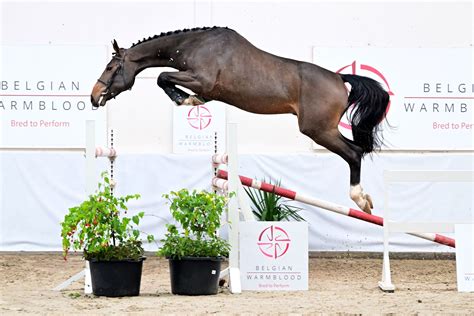 BWP Top Stallion Auction | Belgian Warmblood