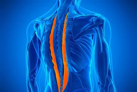 Muscle Spasm Archives - Spinal Backrack