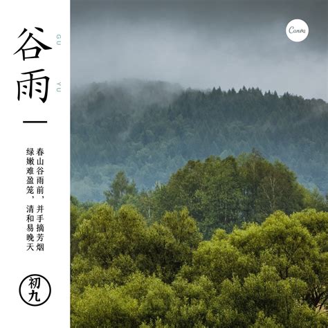 灰绿色森林风景谷雨节气照片中文微信朋友圈