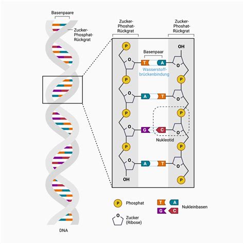 Struktur der DNA und des Rückgrats - DocCheck