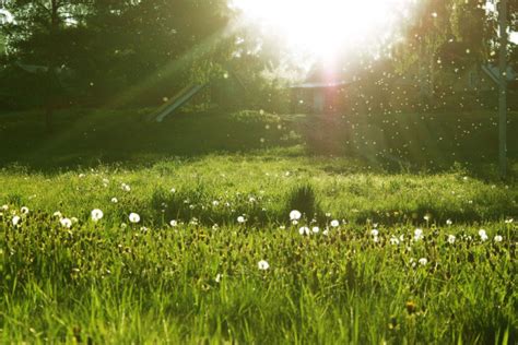 Image result for Foreshadow of Spring