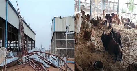 Two dozen cows died due to strong storm many injured power failure in ...
