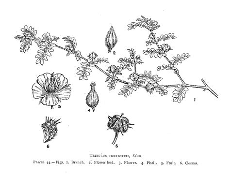 India Flora Online