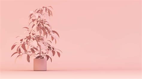 Download "Pink Aesthetic Blooming on Your Computer Screen" Wallpaper ...