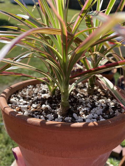 Dracaena Marginata De Borde Rojo Dragon Tree Care (How To Care For
