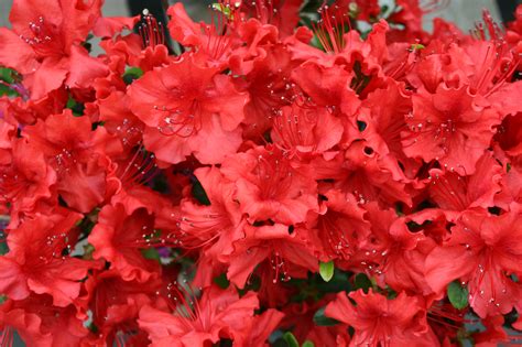 Autumn Embers Azalea 的图像结果