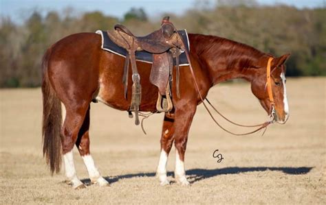 Lufkin Texas Horse Sale, 1200 Ellen Trout Dr, Lufkin, TX, 7 June 2025 ...