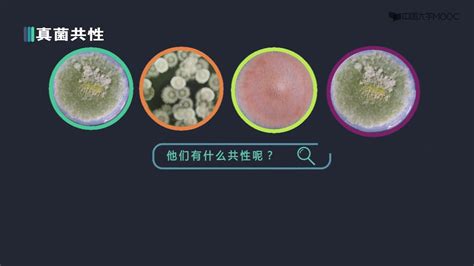 11、2 4 真菌、致病真菌及真菌性皮肤病简介 同济医学院 皮肤性病学