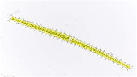 Image result for How to Display Time Struture in Python
