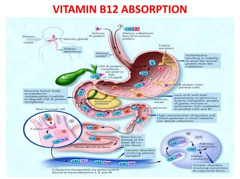 What Prevents Vitamin B12 Absorption