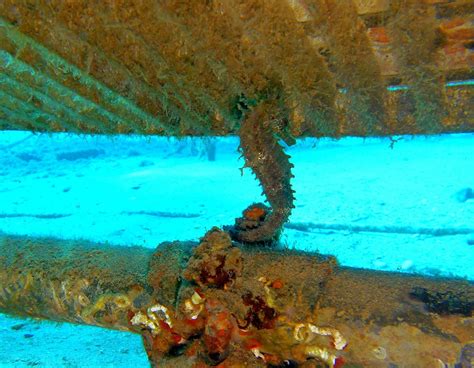 DIVENJOY (2026) All You Need to Know BEFORE You Go (with Photos ...