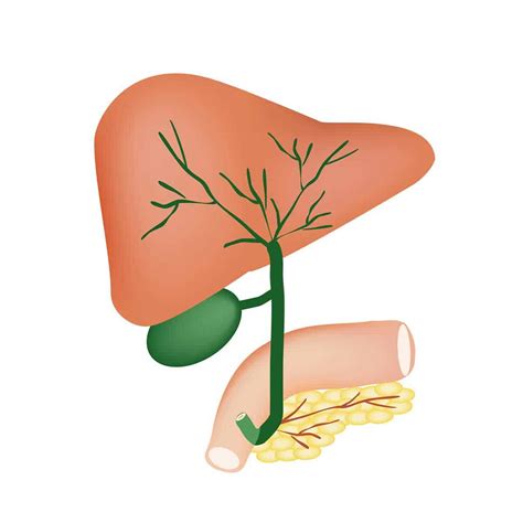 How To Increase Bile Production To Improve Bone Health