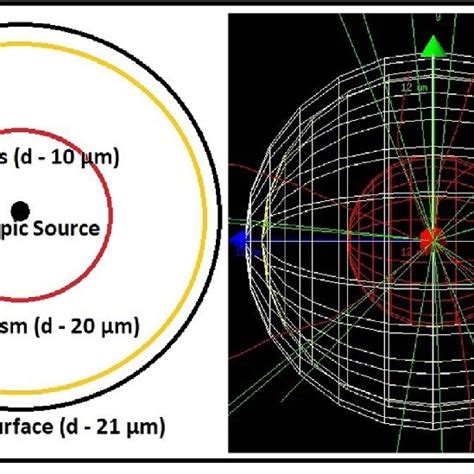 Cellular Model Simulation 的图像结果