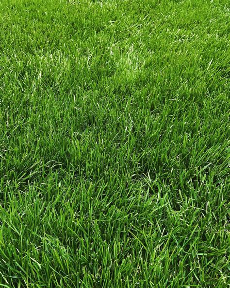 The Best Grass for Lawns: Perennial Ryegrass