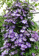 Image result for 科林 Clematis
