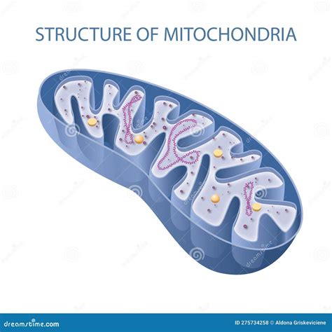 Components of a Typical Mitochondrion Stock Illustration - Illustration of mitochondrion, plant ...