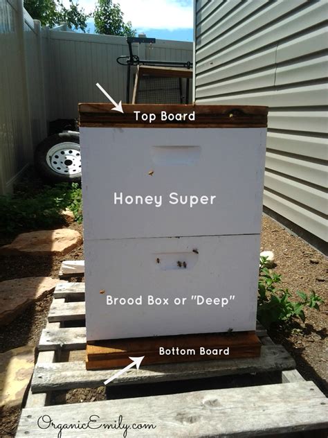 Beekeeping Tutorial 的图像结果