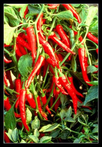 Chili Pepper Growing Guide – MahaGro®