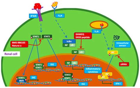 Transcription Factors in the Pathogenesis of Lupus Nephritis and Their ...