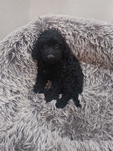 Image result for Cockapoo Dogs for Rehoming