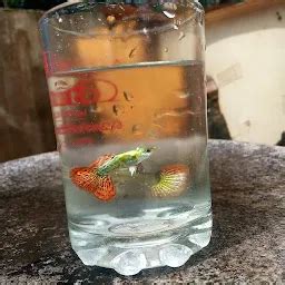 Best Top Rated Pet store in Kattakkada, Kerala, India | Yappe.in