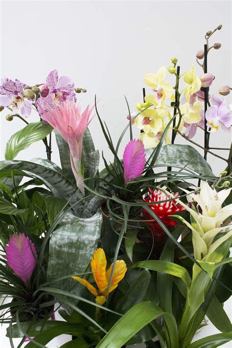 Tropical plants and a DIY plant shelf. - Little Big Bell