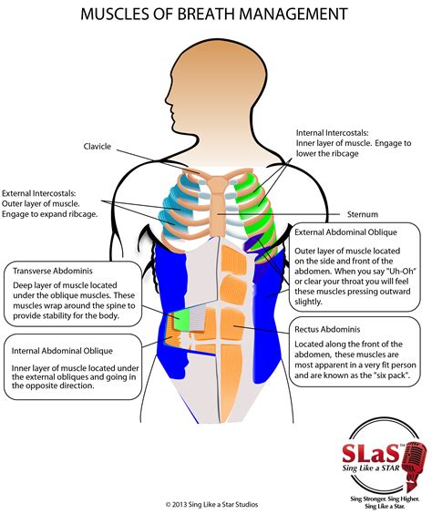 What Is Accessory Muscle Breathing at Heather Richards blog