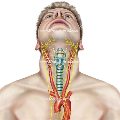 Anatomy Of The Pharynx Diagram Instant Anatomy Head And Neck