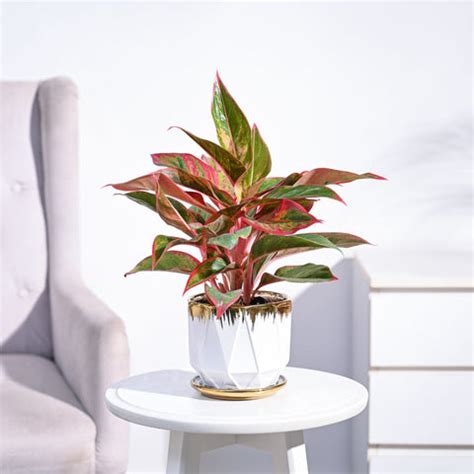 7 Types of Aglaonema You Must Add to Your Plant Collection! – Ugaoo