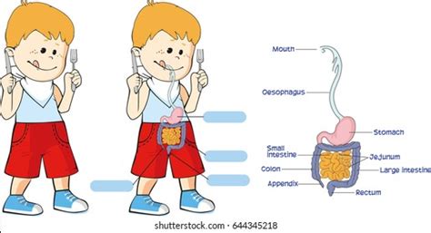 Image result for Child Digestive System