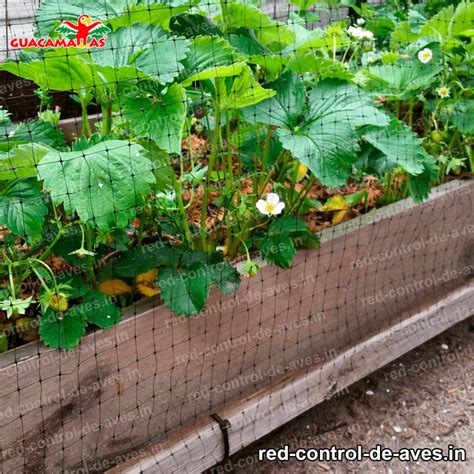 Beneficios de la red control de aves en cultivos de berries