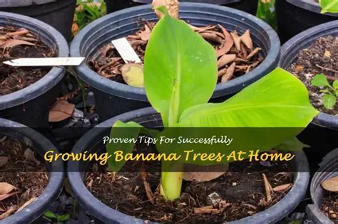 How to Start Banana Tree 的图像结果