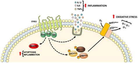Regulation of Inflammation and Oxidative Stress by Formyl Peptide ...