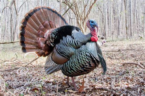 Nc Turkey Hunting Season 2021 at Alica Martel blog
