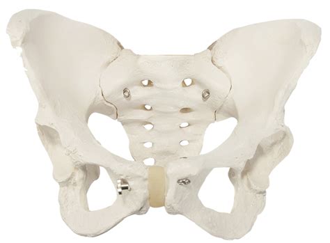 Types of skeleton — lesson. Science CBSE, Class 6.