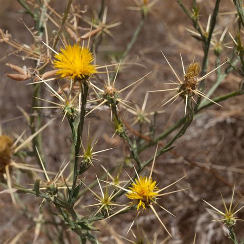 Yellow Star Thistle
