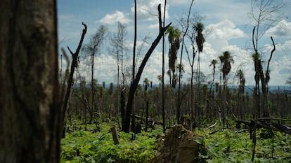 Petén de Guatemala : La cría de guacamaya roja que simboliza la ...