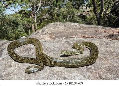 Image result for Australian Diamond Python