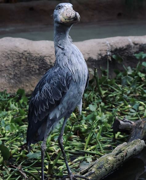 How Long Have Shoebills Been Around