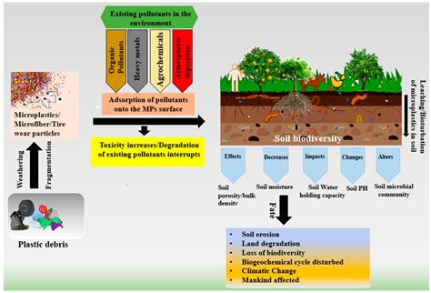 Effects Of Soil Contamination