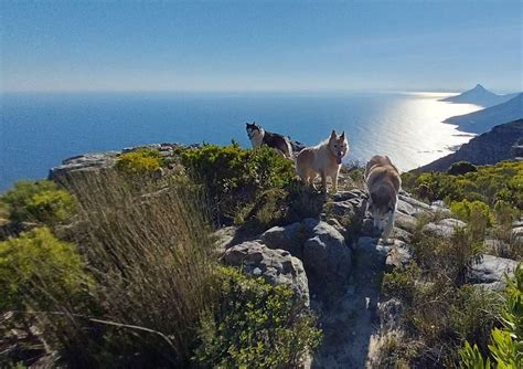 Karbonkelberg Springflower Hike, Hout Bay, Bay View Road trail head ...