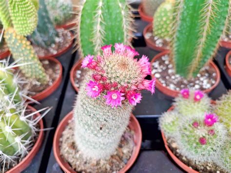 Cacti or Cactuses: Which Plural Form of Cactus Is Correct? - A-Z Animals