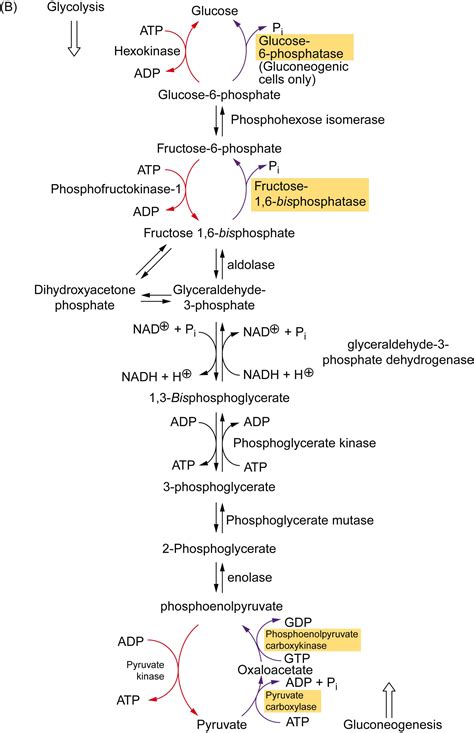 Glycolysis Vs Gluconeogenesis