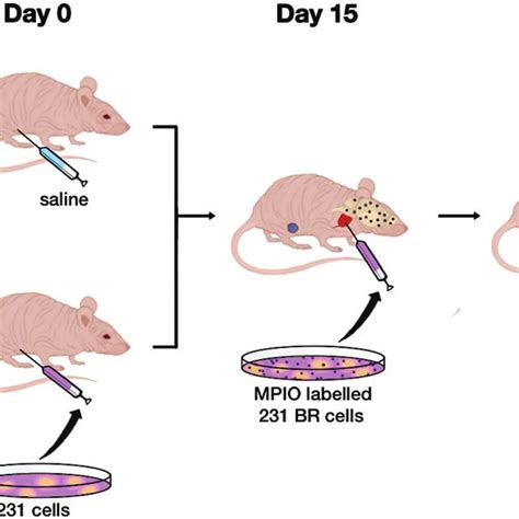 What Mice Want | Crop Smart | Agricultural Chemicals for Crop Protection