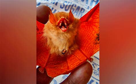 Chhattisgarh: Rare orange colour bat spotted in Kanger Valley National Park