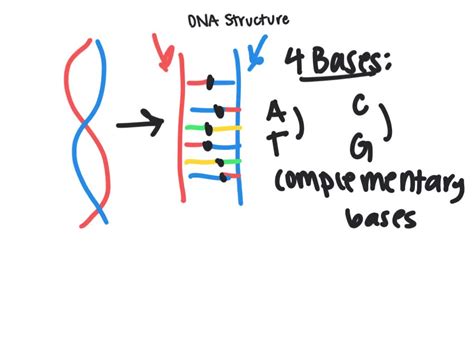 Image result for DNA Basics Explained